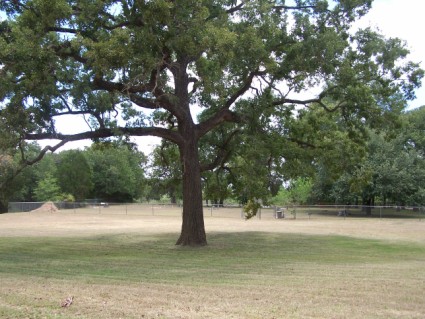 Harmony Cemetery, Milam County, TX