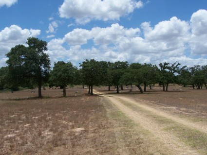 Sand Grove Cemetery, Milam, TX